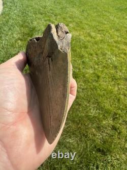 6.1 Inch Megalodon Shark Tooth Fossil