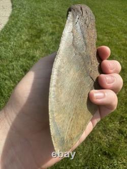 6.1 Inch Megalodon Shark Tooth Fossil
