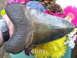 6.1 inch GREEN MASSIVE MONSTER MEGALODON SHARK TOOTH Meg 2 The Trench