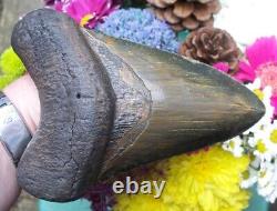 6.1 inch GREEN MASSIVE MONSTER MEGALODON SHARK TOOTH Meg 2 The Trench