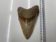 6.21 Large Megalodon Tooth Great Condition