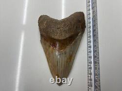 6.21 Large MEGALODON TOOTH GREAT CONDITION