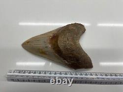 6.21 Large MEGALODON TOOTH GREAT CONDITION