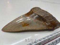 6.21 Large MEGALODON TOOTH GREAT CONDITION