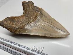 6.21 Large MEGALODON TOOTH GREAT CONDITION