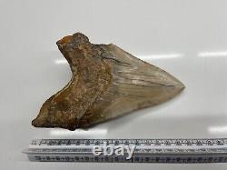 6.21 Large MEGALODON TOOTH GREAT CONDITION