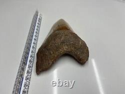 6.21 Large MEGALODON TOOTH GREAT CONDITION