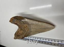 6.21 Large MEGALODON TOOTH GREAT CONDITION