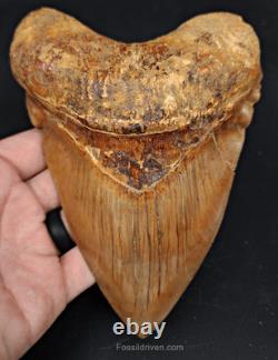 6.24 HUGE Fossil Megalodon Tooth Java, Indonesia Fossil Driven