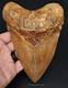 6.24 Huge Fossil Megalodon Tooth Java, Indonesia Fossil Driven