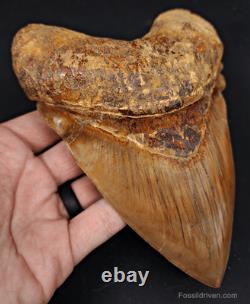 6.24 HUGE Fossil Megalodon Tooth Java, Indonesia Fossil Driven