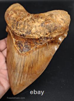 6.24 HUGE Fossil Megalodon Tooth Java, Indonesia Fossil Driven