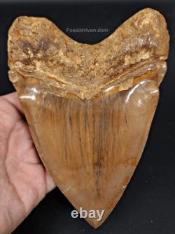 6.24 HUGE Fossil Megalodon Tooth Java, Indonesia Fossil Driven