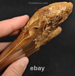 6.24 HUGE Fossil Megalodon Tooth Java, Indonesia Fossil Driven