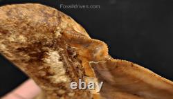 6.24 HUGE Fossil Megalodon Tooth Java, Indonesia Fossil Driven