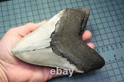 6.28 Large Megalodon Shark Fossil
