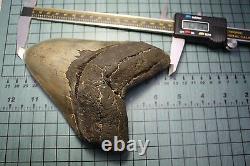 6.28 Large Megalodon Shark Fossil