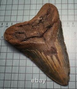 6.29 Large Megalodon Shark Tooth Fossil