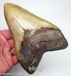 6.29 MEGALODON Shark Tooth REAL FOSSIL 100% NATURAL 1 FULL POUND