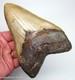 6.29 Megalodon Shark Tooth Real Fossil 100% Natural 1 Full Pound