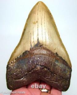 6.29 MEGALODON Shark Tooth REAL FOSSIL 100% NATURAL 1 FULL POUND