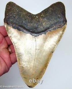 6.29 MEGALODON Shark Tooth REAL FOSSIL 100% NATURAL 1 FULL POUND