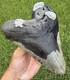 6.32 Xxl Megalodon Shark Tooth Real Shark Teeth Fossils Restored