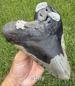 6.32 XXL Megalodon Shark Tooth Real Shark Teeth Fossils Restored