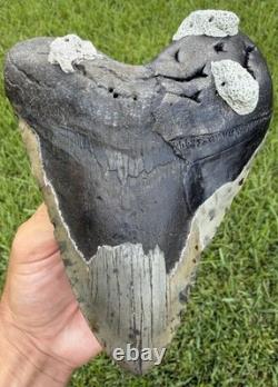 6.32 XXL Megalodon Shark Tooth Real Shark Teeth Fossils Restored