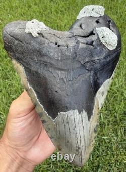 6.32 XXL Megalodon Shark Tooth Real Shark Teeth Fossils Restored