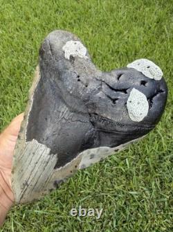 6.32 XXL Megalodon Shark Tooth Real Shark Teeth Fossils Restored