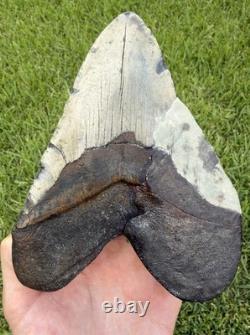 6.32 XXL Megalodon Shark Tooth Real Shark Teeth Fossils Restored