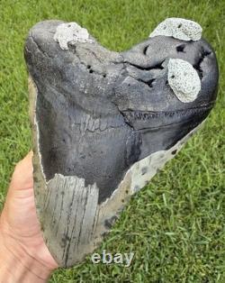 6.32 XXL Megalodon Shark Tooth Real Shark Teeth Fossils Restored