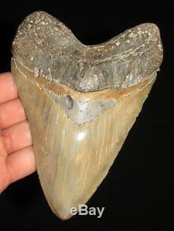 6.34 inch Rare GOLD SITE MEGALODON Fossil Shark Tooth South Carolina