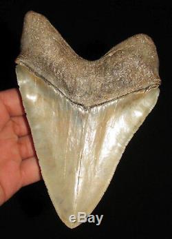 6.34 inch Rare GOLD SITE MEGALODON Fossil Shark Tooth South Carolina