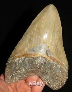 6.34 inch Rare GOLD SITE MEGALODON Fossil Shark Tooth South Carolina