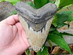 6 3/16+ Inch Megalodon Miocene Fossil Shark Tooth Teeth. Massive Tooth