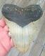 6 3/16'' Megalodon Shark Tooth Rare Fossil. As Always No Repairs On My Fossils
