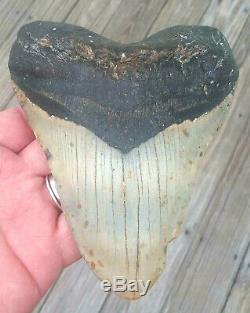 6 3/16'' Megalodon Shark Tooth Rare Fossil. As Always No Repairs On My Fossils