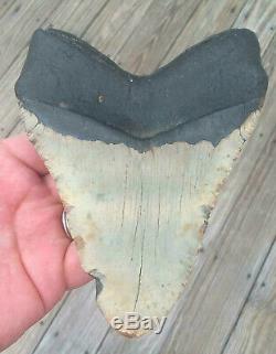 6 3/16'' Megalodon Shark Tooth Rare Fossil. As Always No Repairs On My Fossils