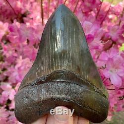 6.3 Museum Quality Megalodon Shark Tooth Excellent Serrations