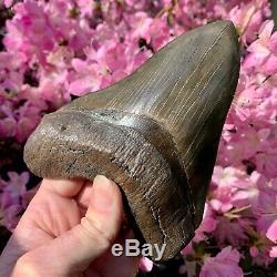 6.3 Museum Quality Megalodon Shark Tooth Excellent Serrations