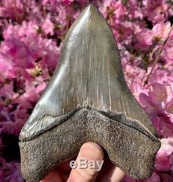 6.3 Museum Quality Megalodon Shark Tooth Excellent Serrations