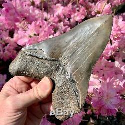 6.3 Museum Quality Megalodon Shark Tooth Excellent Serrations