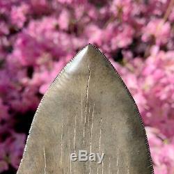 6.3 Museum Quality Megalodon Shark Tooth Excellent Serrations