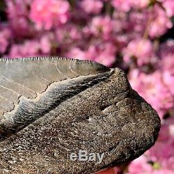 6.3 Museum Quality Megalodon Shark Tooth Excellent Serrations