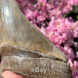 6.3 Museum Quality Megalodon Shark Tooth Excellent Serrations