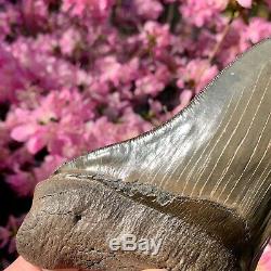 6.3 Museum Quality Megalodon Shark Tooth Excellent Serrations