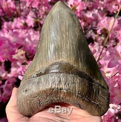 6.3 Museum Quality Megalodon Shark Tooth Excellent Serrations