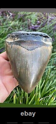 6.45 Inch Megalodon Tooth